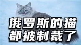 俄罗斯的猫都被制裁了，其它的制裁脸往哪儿放?
