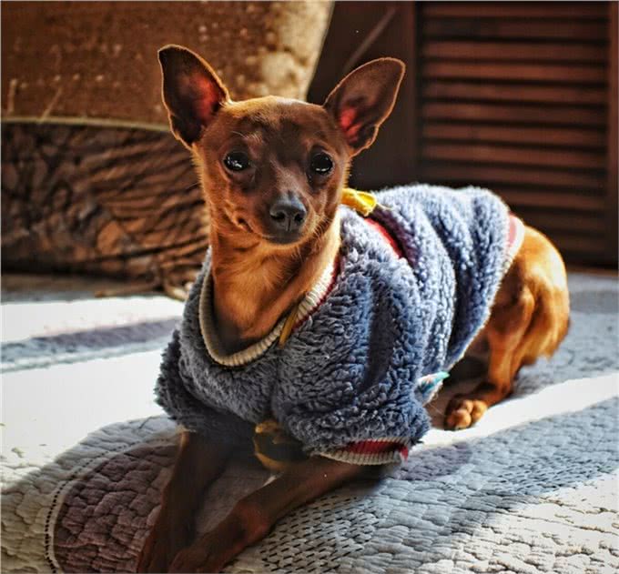 最可怜的小狗，想必就是长相神似鹿的小鹿犬了，喜欢的人并不多