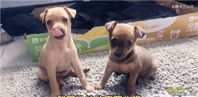 最可怜的小狗，想必就是长相神似鹿的小鹿犬了，喜欢的人并不多