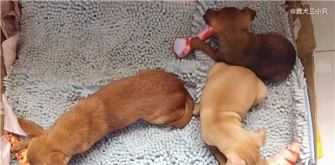 最可怜的小狗，想必就是长相神似鹿的小鹿犬了，喜欢的人并不多