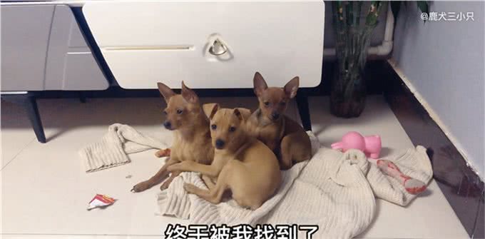 最可怜的小狗，想必就是长相神似鹿的小鹿犬了，喜欢的人并不多