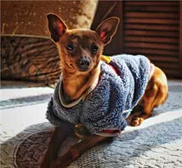 最可怜的小狗，想必就是长相神似鹿的小鹿犬了，喜欢的人并不多