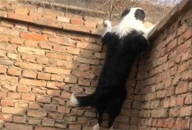 惩罚边境牧羊犬的5种方式，边牧：随便选