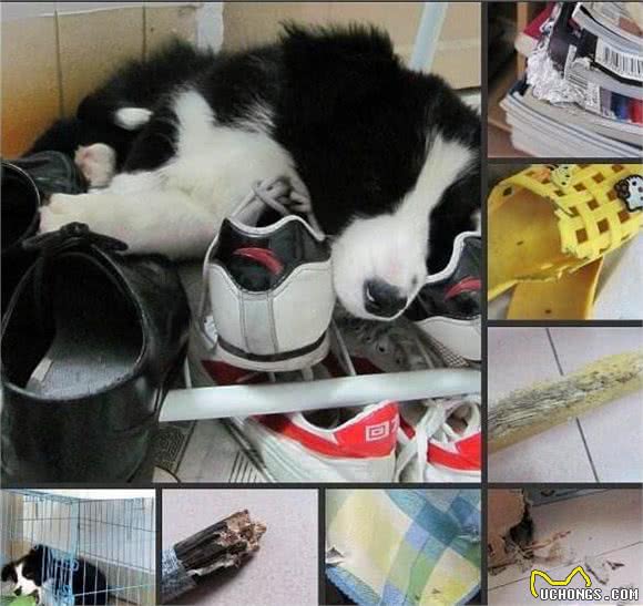 惩罚边境牧羊犬的5种方式，边牧：随便选