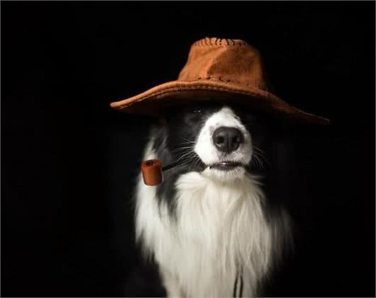 惩罚边境牧羊犬的5种方式，边牧：随便选