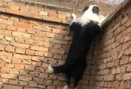 惩罚边境牧羊犬的5种方式，边牧：随便选