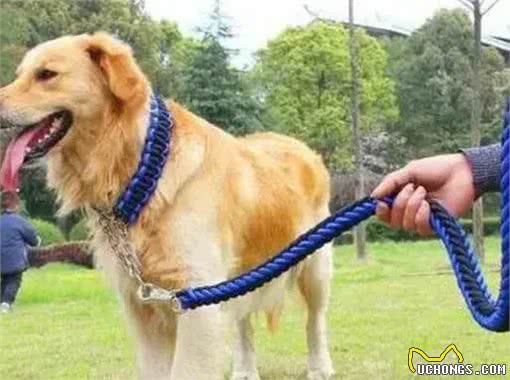 遛狗没拴绳，金毛扑倒孕妇致流产，狗主人有责任吗?