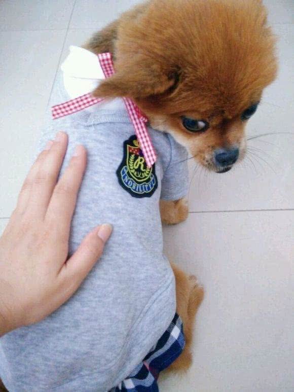 自制狗粮，健康营养美味