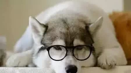 哈士奇品种简介