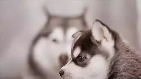 哈士奇品种简介