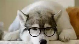 哈士奇品种简介