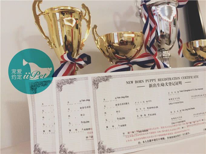 Bunny小讲堂—如何挑选一只好的金毛犬