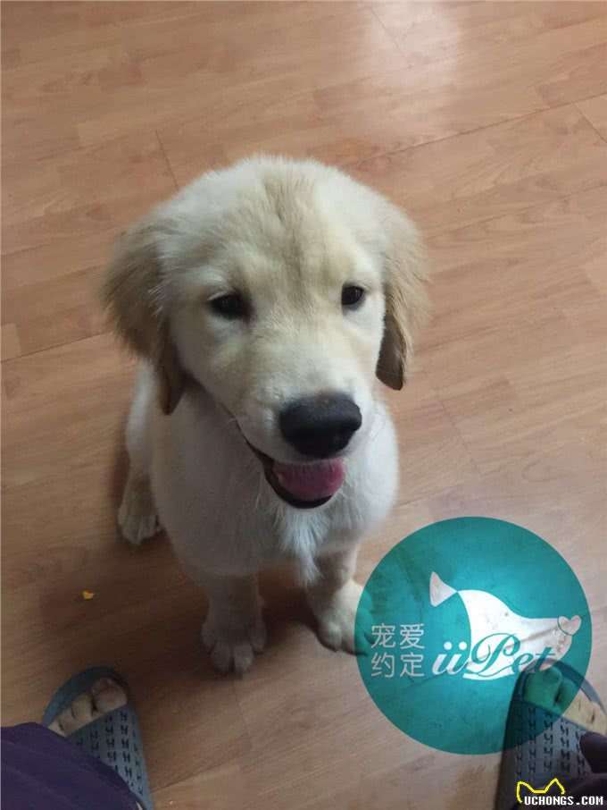 Bunny小讲堂—如何挑选一只好的金毛犬