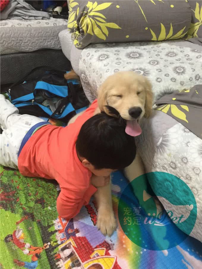 Bunny小讲堂—如何挑选一只好的金毛犬