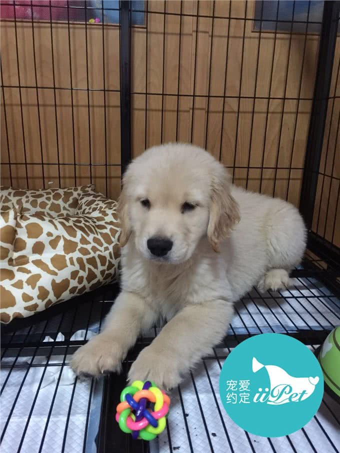 Bunny小讲堂—如何挑选一只好的金毛犬