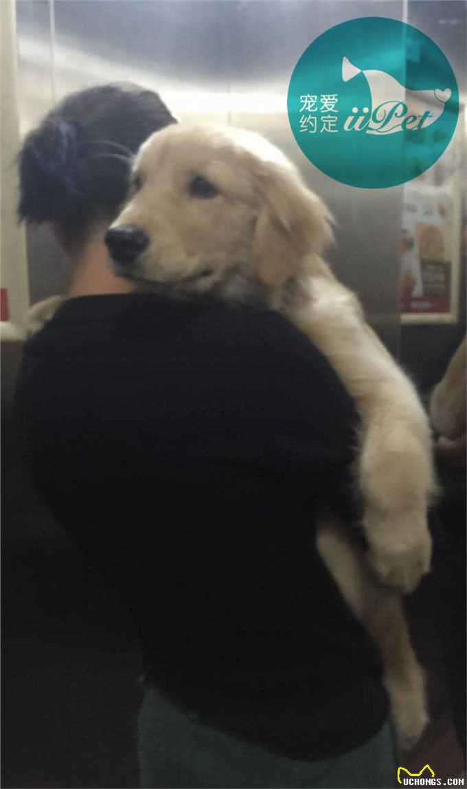 Bunny小讲堂—如何挑选一只好的金毛犬