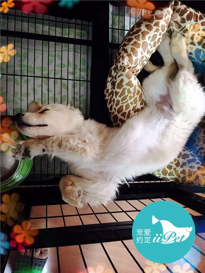 Bunny小讲堂—如何挑选一只好的金毛犬