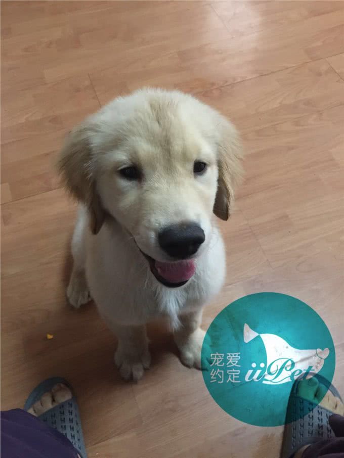 Bunny小讲堂—如何挑选一只好的金毛犬