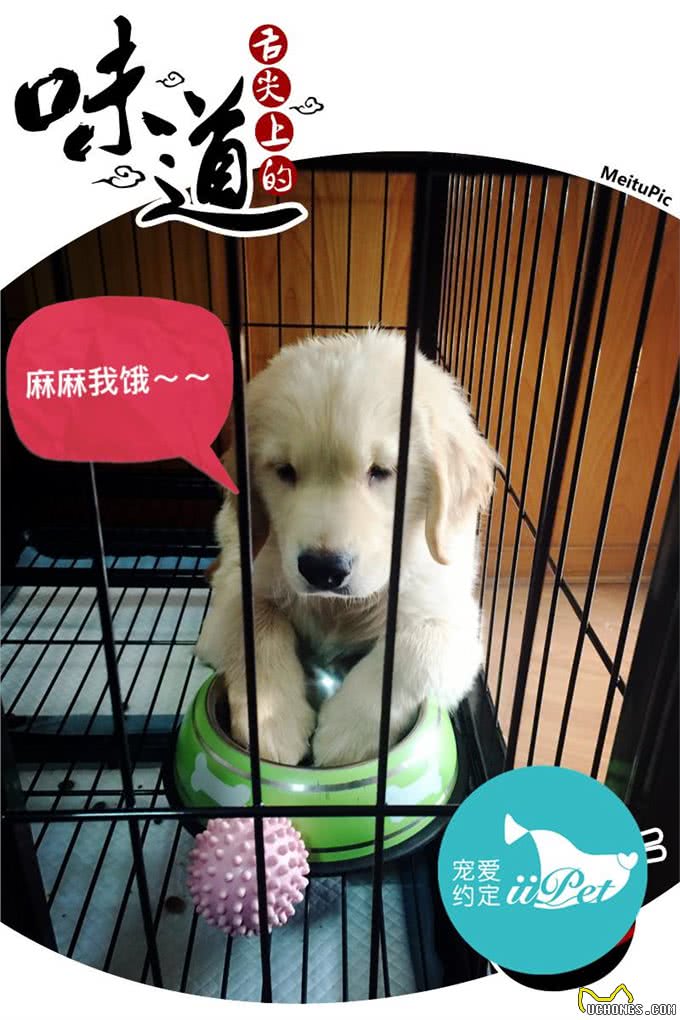 Bunny小讲堂—如何挑选一只好的金毛犬