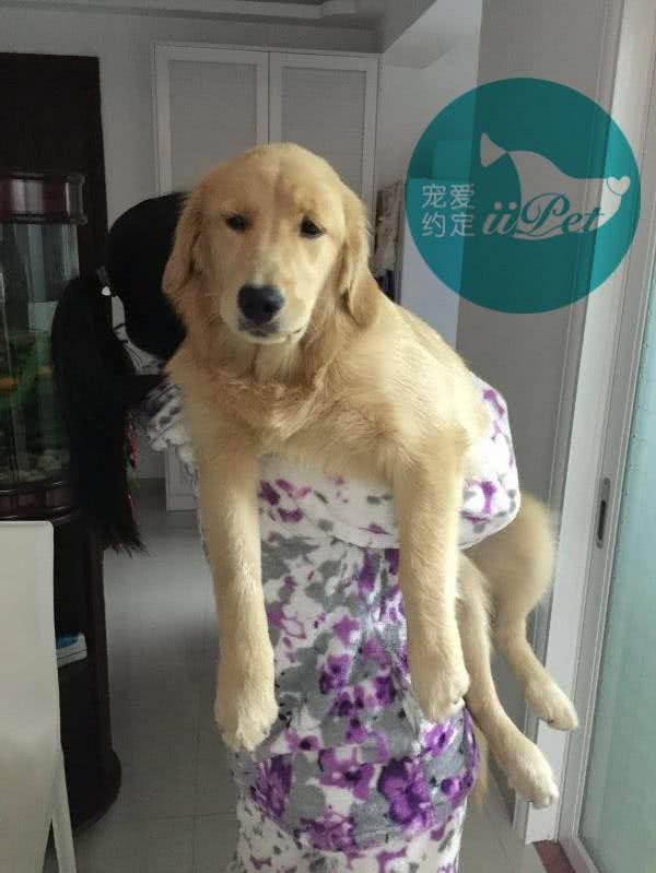 Bunny小讲堂—如何挑选一只好的金毛犬