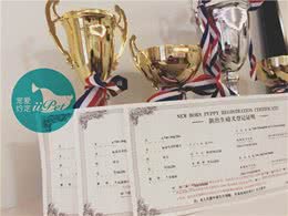 Bunny小讲堂—如何挑选一只好的金毛犬