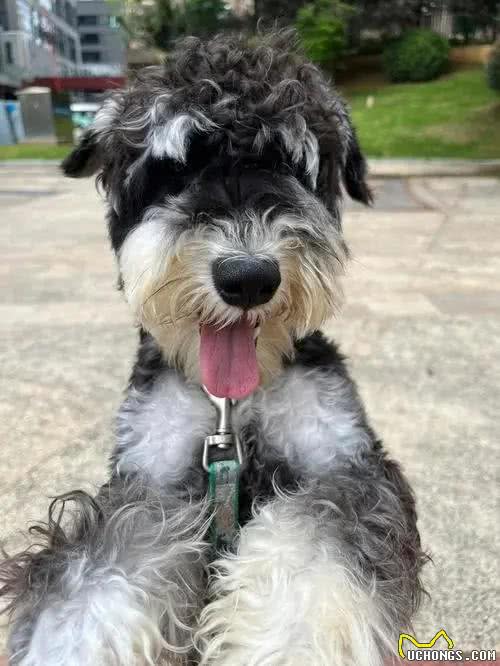 雪纳瑞毛发粗糙?新手速学，几招逆袭柔顺怪!