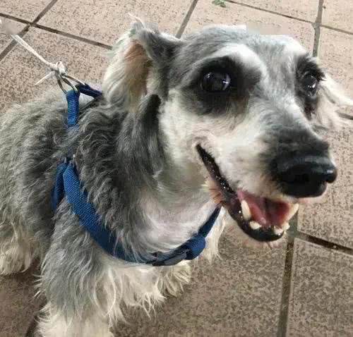 雪纳瑞毛发粗糙?新手速学，几招逆袭柔顺怪!