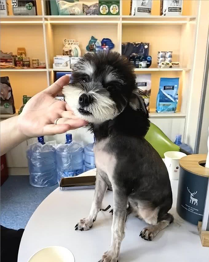 雪纳瑞毛发粗糙?新手速学，几招逆袭柔顺怪!