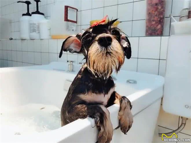 雪纳瑞毛发粗糙?新手速学，几招逆袭柔顺怪!