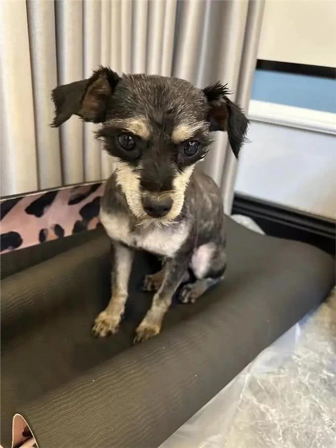 雪纳瑞毛发粗糙?新手速学，几招逆袭柔顺怪!