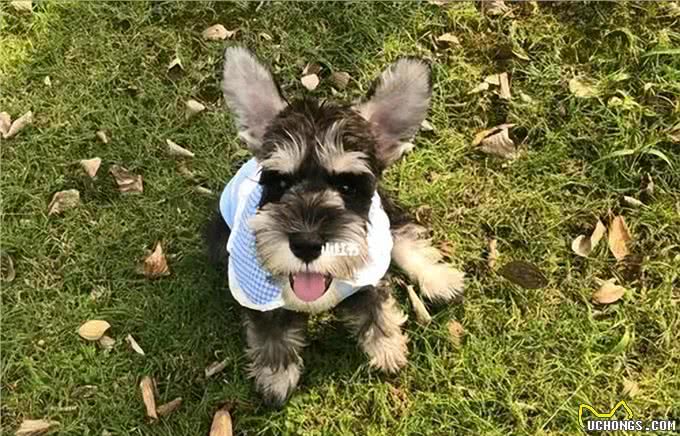 雪纳瑞毛发粗糙?新手速学，几招逆袭柔顺怪!