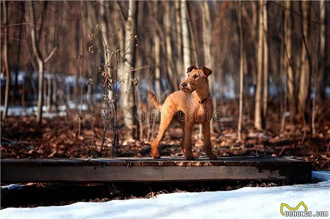 爱尔兰梗的优缺点:爱尔兰梗犬的魅力与个性!
