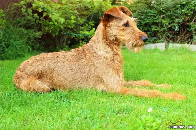 爱尔兰梗的优缺点:爱尔兰梗犬的魅力与个性!