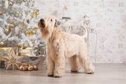 爱尔兰梗的优缺点:爱尔兰梗犬的魅力与个性!