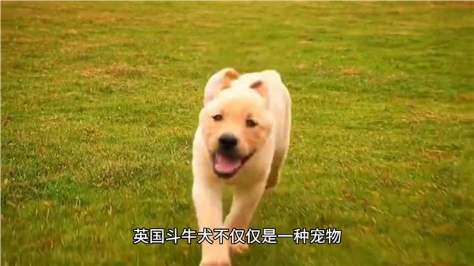 英国斗牛犬—坚韧与忠诚的象征