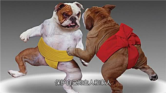 英国斗牛犬—坚韧与忠诚的象征