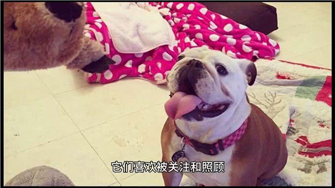 英国斗牛犬—坚韧与忠诚的象征