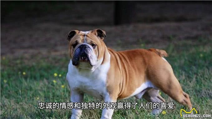 英国斗牛犬—坚韧与忠诚的象征