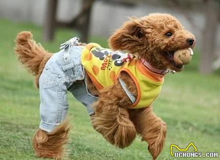 给狗狗穿衣服,是在帮它还是在害它?