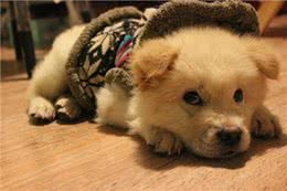 给狗狗穿衣服，是在帮它还是在害它?