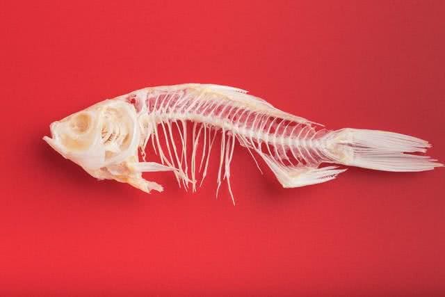 这些东西狗狗为什么不能吃?必须给狗妈狗爸一个理由