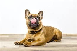 这些东西狗狗为什么不能吃?必须给狗妈狗爸一个理由