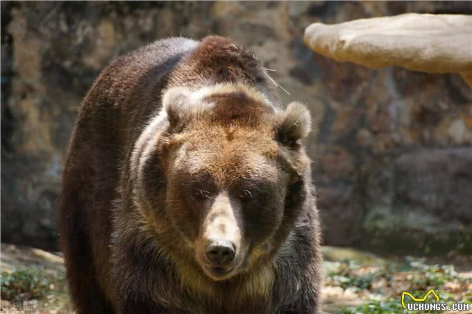 咬熊记:土狗大黄带着群狗驱熊救主,捕杀黑熊,成为狗中之王