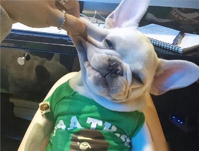 养狗4不碰，所有养狗人一定要注意，过来人的教训!