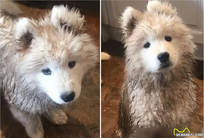 养狗4不碰，所有养狗人一定要注意，过来人的教训!