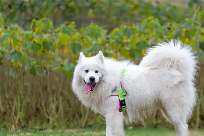 养狗4不碰，所有养狗人一定要注意，过来人的教训!