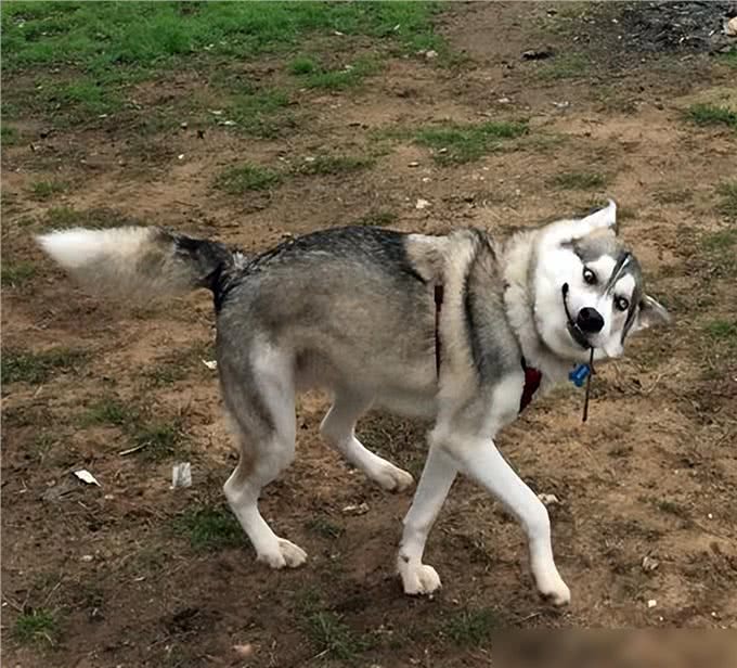 养狗4不碰，所有养狗人一定要注意，过来人的教训!