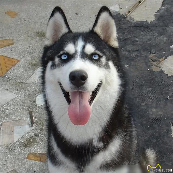 养狗4不碰，所有养狗人一定要注意，过来人的教训!