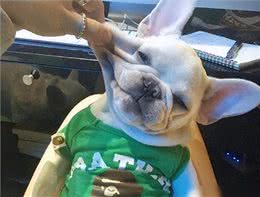 养狗4不碰，所有养狗人一定要注意，过来人的教训!