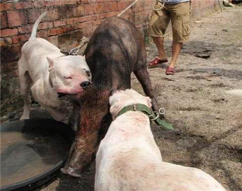 杜高幼犬怎样训练打猎?带杜高犬打猎时的注意事项